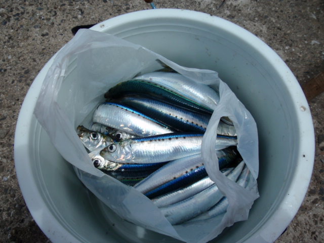 e0136620_179339.jpg