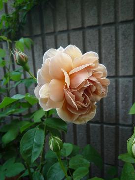 f0150620_19371387.jpg