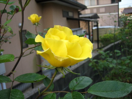 d0096422_14111974.jpg
