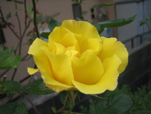 d0096422_1415144.jpg