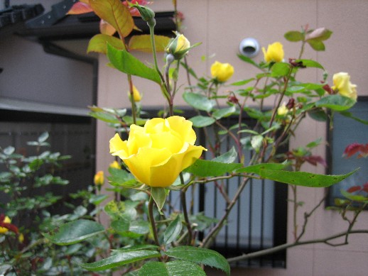 d0096422_14174928.jpg