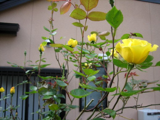 d0096422_1419775.jpg
