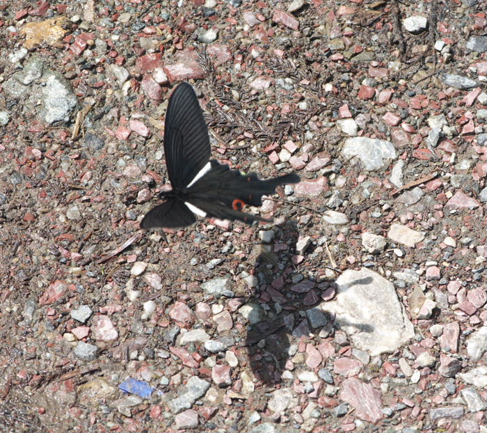 a0126632_20102095.jpg