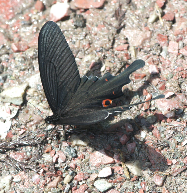 a0126632_20111574.jpg