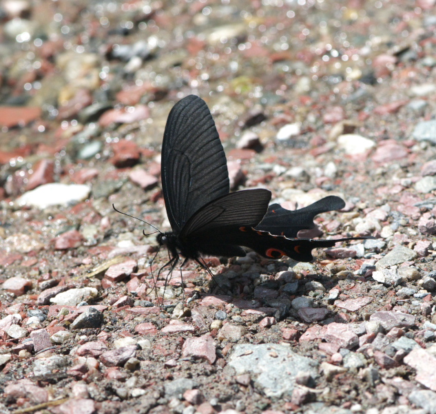 a0126632_2011595.jpg