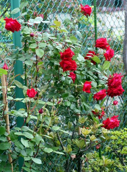 f0224138_9415151.jpg