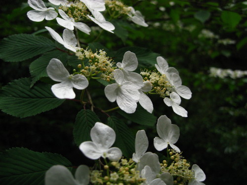 c0179351_22365317.jpg
