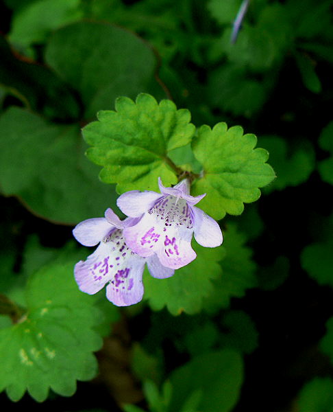 d0091754_2351271.jpg