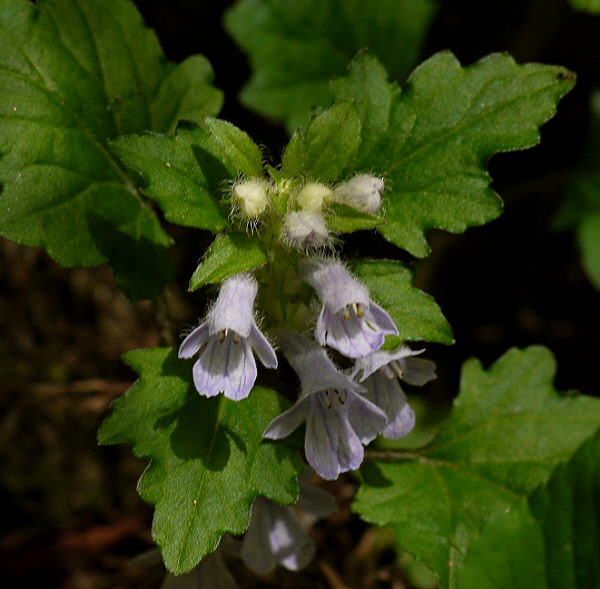 d0091754_258144.jpg