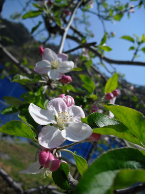 b0043757_1241765.jpg