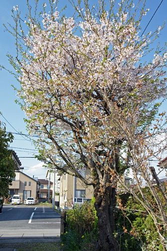 e0006964_8542621.jpg