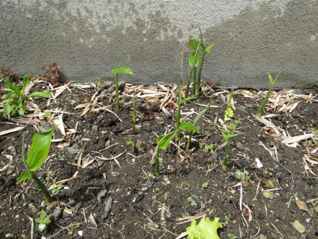b0138369_10555164.jpg