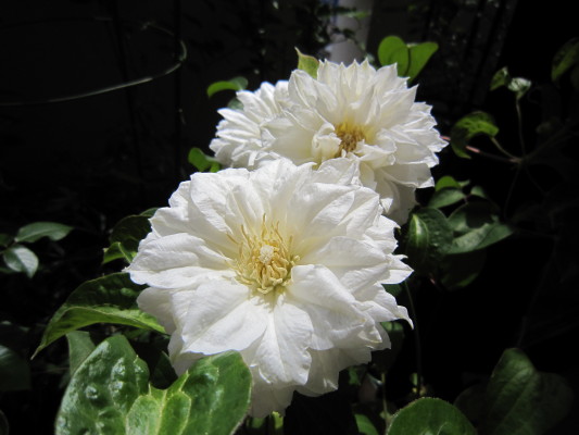 c0202870_13173712.jpg