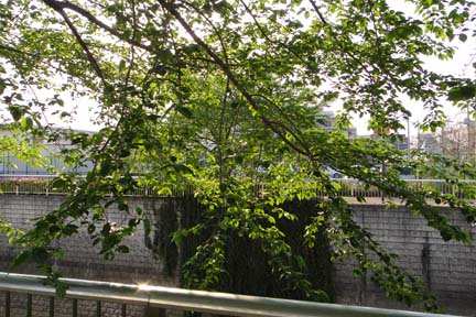 a0121671_13534733.jpg