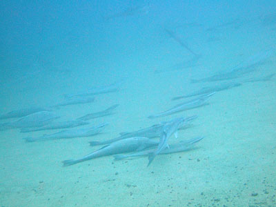 b0033573_17411836.jpg