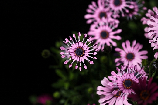 e0190885_1559991.jpg