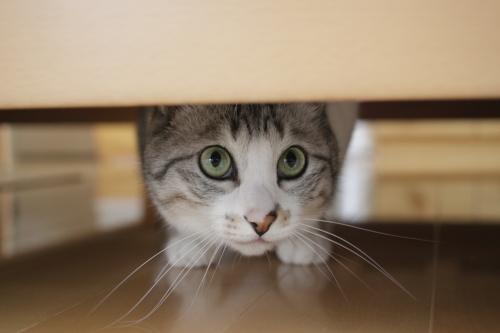 ベッドの上に行った虫さんを見失ったお坊ちゃん