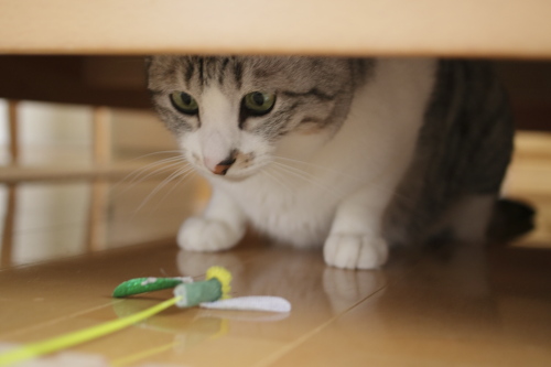 ベッドの下で虫さんじゃらしを見つめるお坊ちゃん