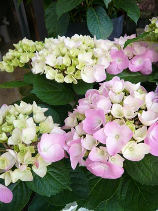 f0222692_14155791.jpg