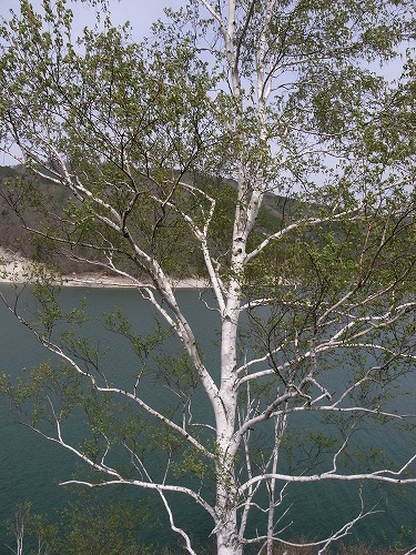 b0119493_822571.jpg