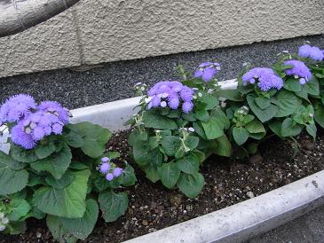 e0048994_8155880.jpg