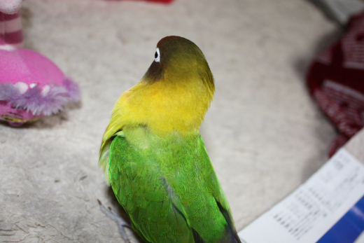 a0112595_2394646.jpg
