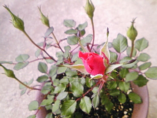e0098908_2113999.jpg