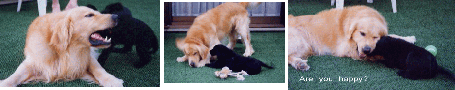 c0017311_93168.gif