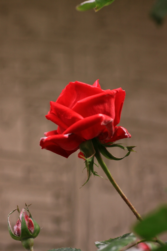 b0165522_16312294.jpg