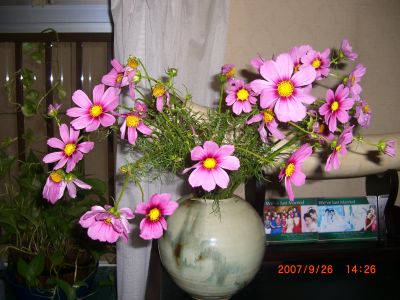 d0159325_0351439.jpg