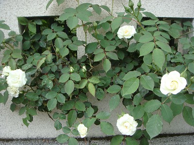c0078428_1317159.jpg