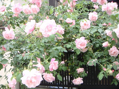 c0078428_13174535.jpg
