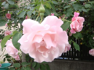 c0078428_1318314.jpg