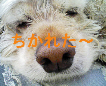 a0135840_11322667.jpg