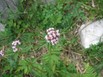 e0110940_15155567.jpg