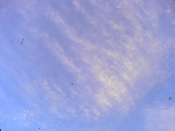 b0165444_18464172.jpg