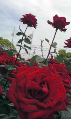 c0151756_8432929.jpg