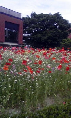 c0151756_8433852.jpg