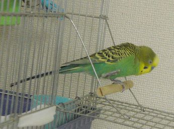 f0196665_2345946.jpg