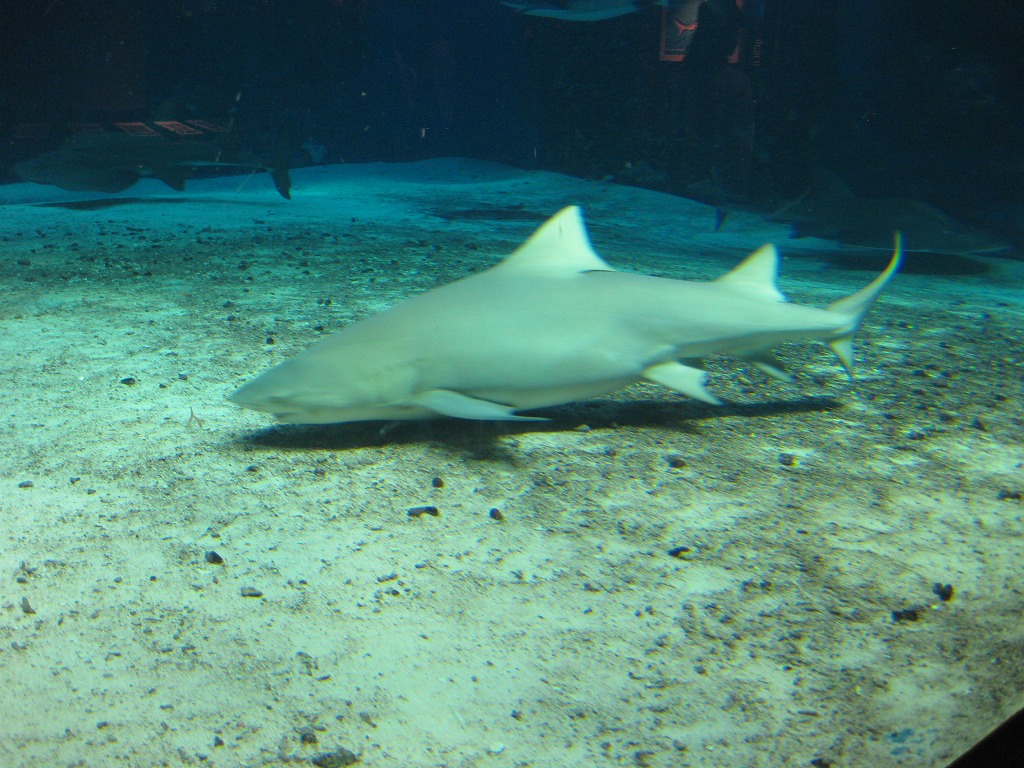 d0082970_2385576.jpg