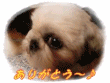 f0213476_485432.gif