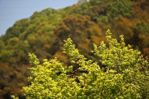 e0190885_2083122.jpg