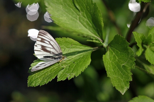 e0190885_2095373.jpg