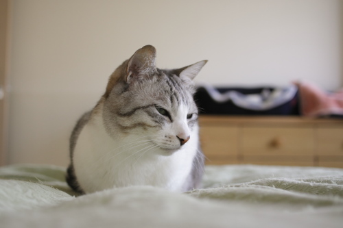 僕たちのせいにしないでね 冷ややかに微笑むお坊ちゃん