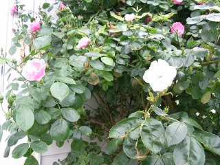b0175400_1995499.jpg