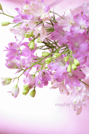 d0000304_1785126.gif
