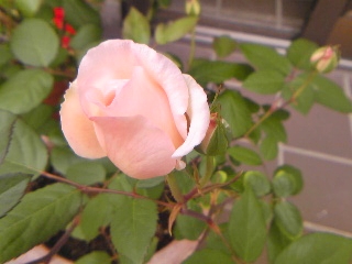 e0098908_2246692.jpg