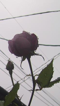 c0097620_20394828.jpg