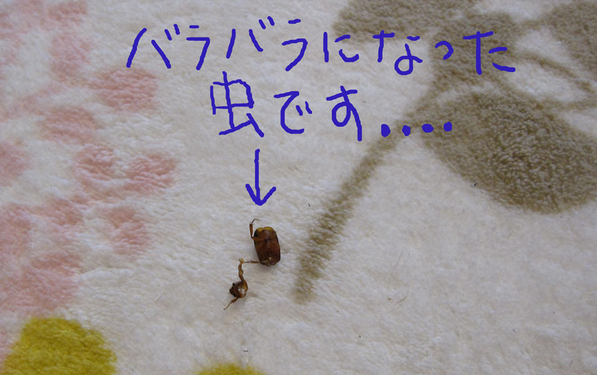 b0188228_233053.jpg