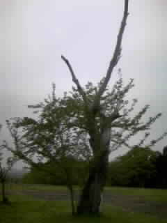 d0009828_15513957.jpg
